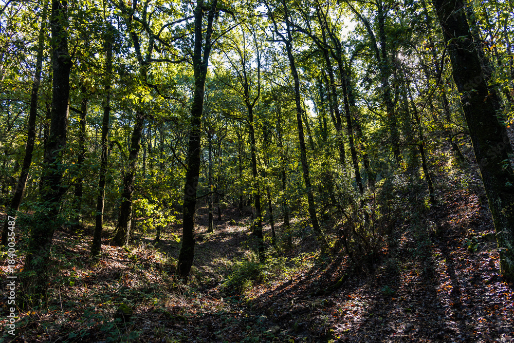 Obraz premium Beautiful landscape view from Ain Drahem forest, Tunisia