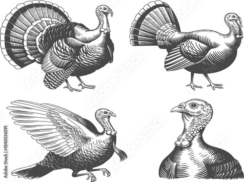 Set of four detailed wild turkey engravings in various poses, traditional farm bird, Thanksgiving, and holiday food vintage vector illustration