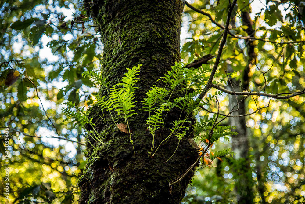 Fototapeta premium Beautiful details of the Ain Drahem forest in Tunisia