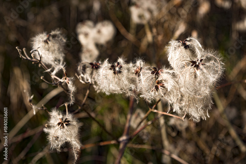 Pianta nel bosco con florescenze bianche