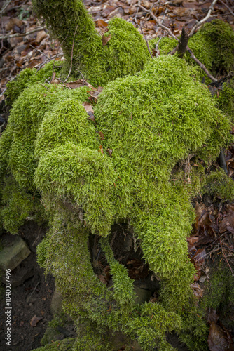Il muschio fresco e rigoglioso su un tronco nel bosco