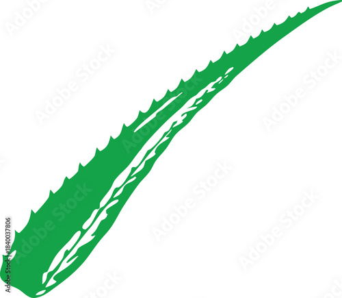 Organic Aloe Vera Plant Vector