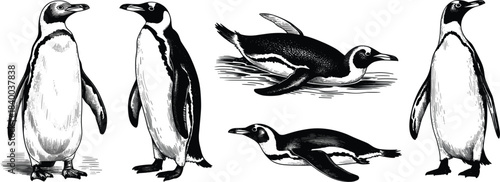 Set of five detailed vintage engraving style penguins, standing, swimming, and lying down, Antarctic wildlife nature vector illustration collection
