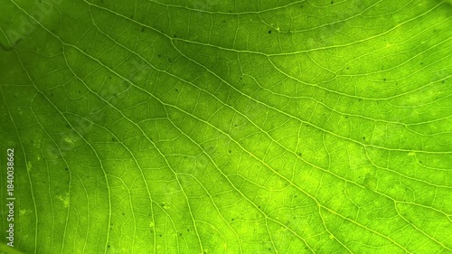 A close-up macro view of a green leaf revealing detailed vein patterns and natural organic texture.