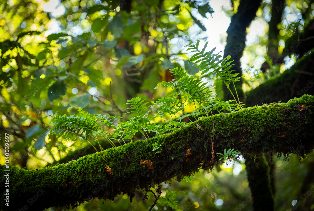 Obraz premium Beautiful details of the Ain Drahem forest in Tunisia