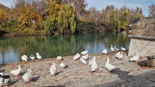 Flock of geese cleaning feathers by the river