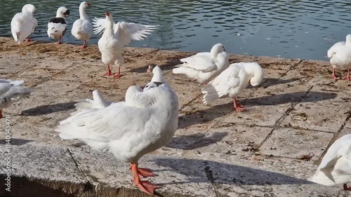White domestic geese resting on stone riverbank