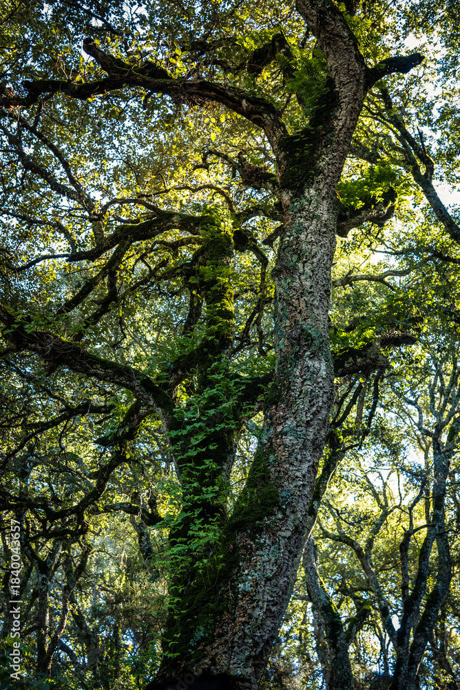 Fototapeta premium Beautiful details of the Ain Drahem forest in Tunisia