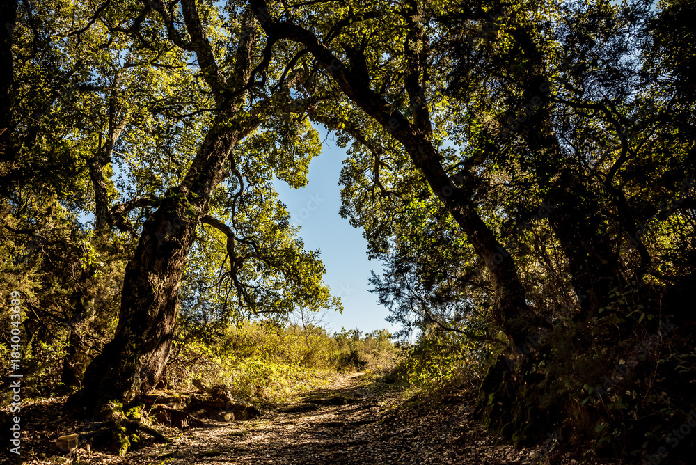 Obraz premium Beautiful landscape view from Ain Drahem forest, Tunisia
