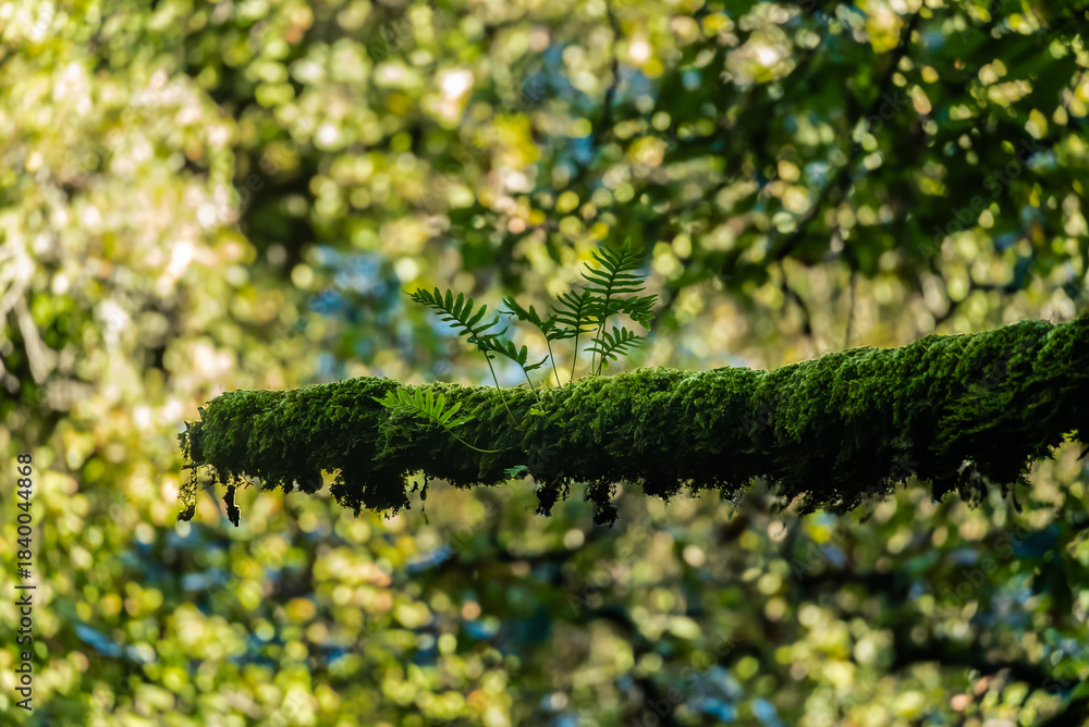 Fototapeta premium Beautiful details of the Ain Drahem forest in Tunisia
