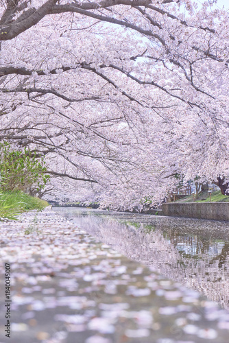 満開の桜並木と水面に映る桜