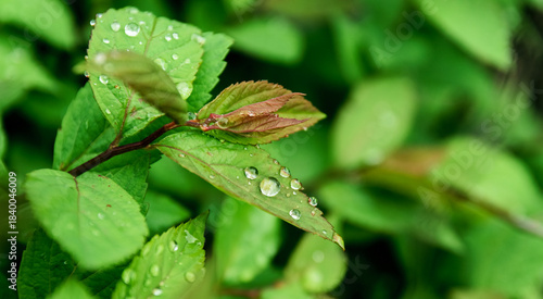 Green leaf with water drops, selective focus with shallow depth of field.