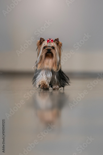 Yorkshire Terrier, A description of the ideal dog of each recognized breed, to serve as an ideal against which dogs are judged at shows