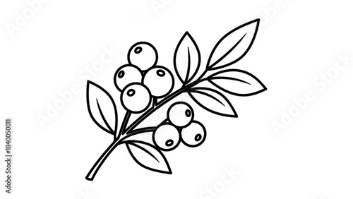 Berry Branch Illustration: A simple yet elegant black-and-white line drawing of a branch laden with berries and leaves, offering a touch of nature's simplicity.