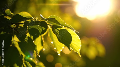 Sunlight filtering through lush green leaves with water droplets.