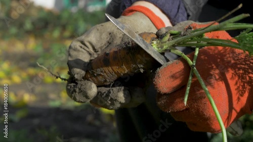 The farmer shows off freshly harvested carrots. The bright orange vegetables are cleaned of dirt, and the green tops are removed. Autumn harvest season