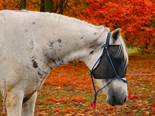 Close-up of a speckled white horse wearing a protective fly mask in an autumn setting with bright orange and red maple foliage and fallen leaves.