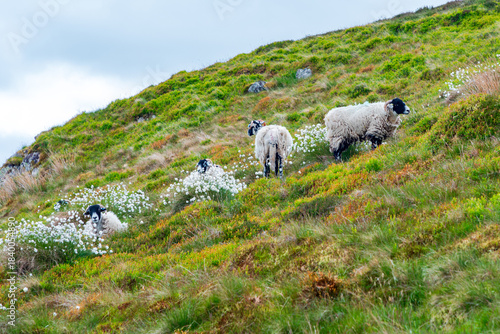Pasture Swaledale sheep on a green hillside with white wildflowers under a blue sky
