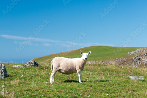 Tableau sur toile Cheviot Sheep grazing on sandy dunes by the sea under a cloudy sky, coastal past