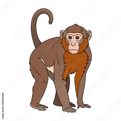 Illustration of a stumptail macaque monkey standing on