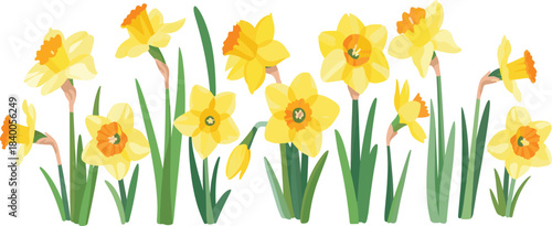 Horizontal row of bright yellow daffodil flowers with orange centers, green stems and leaves, beautiful spring botanical vector illustration