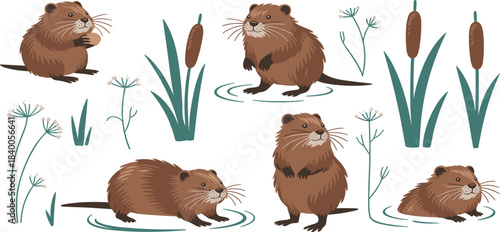 Set of four cute cartoon muskrats in various poses with cattails and aquatic plants, wetland wildlife animal vector illustration collection