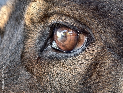 Close-up of a Loyal German Shepherd Mix Dog's Dark Brown Eye and Face Fur Against a Warm, Bright Background