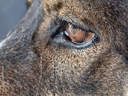 close up of a headClose-up of a Loyal German Shepherd Mix Dog's Dark Brown Eye and Face Fur Against a Warm, Bright Background of a horse