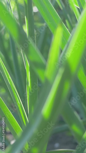 Spring garlic plants emerge from fertile soil. Tender green shoots signal early growth. Rural farm setting with carefully cultivated crops. Warm sunlight enhances vibrant colors of young leaves