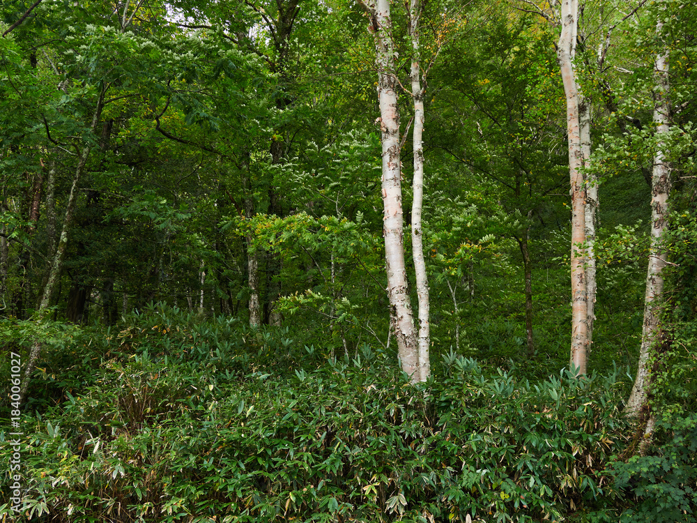 Obraz premium 秋の観光名所上高地の白樺林の風景