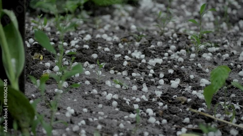 The garden is bombarded by hail and rain, with the vegetable plants taking the brunt of the assault, resulting in significant harm to their delicate foliage