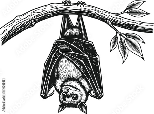 Detailed Black and White Engraving of a Bat Hanging Upside Down from a Tree Branch Isolated on Transparent Background