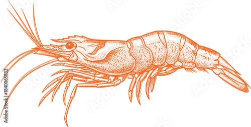 Orange Line Art Drawing of a Detailed Shrimp Prawn Seafood Ingredient Isolated on Transparent Background