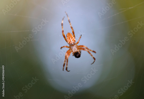 European garden spider, cross orbweaver or diadem spider, Araneus diadematus, spinning a web around its prey