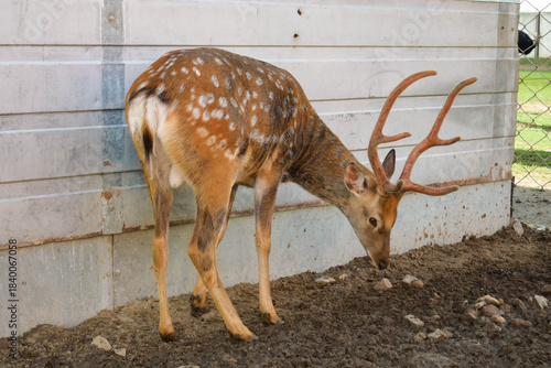 Φωτογραφία spotted deer with branched antlers in enclosure