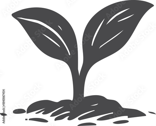 Seedling sprout in soil