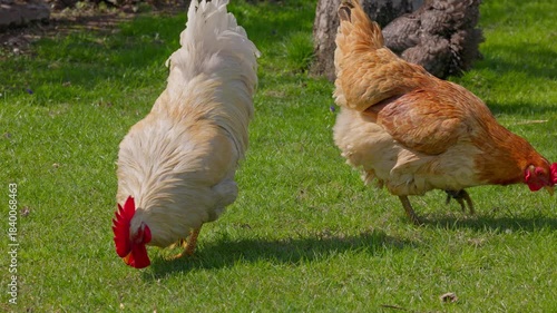 Free-range grass fed chickens are grazing on mowed green lawn at sunny summer day. Real-time footage.