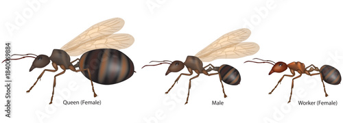 Vector illustration showing the three primary ant castes: queen, male, and worker. Anatomical differences between castes 