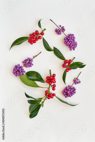 branches of decorative shrubs with purple and red berries, isolated