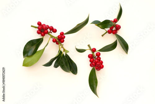 branches of decorative shrub with red berries, isolated