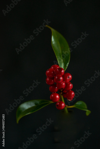 branches of decorative shrub with red berries on black background