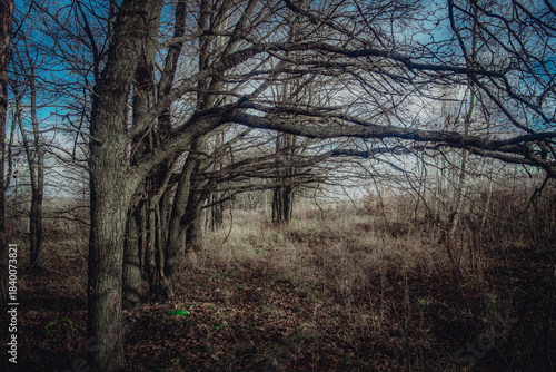 Oak grove on a cloudy day