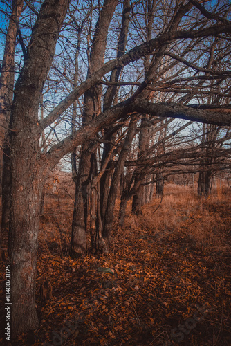 Oak grove on a cloudy day