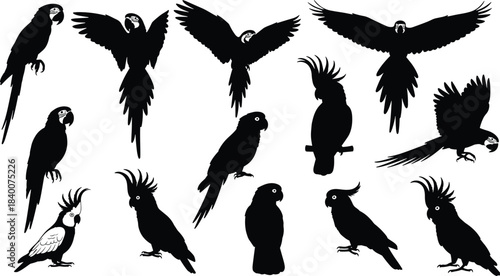 Parrot and cockatoo silhouette vector illustration collection featuring flying and perched tropical birds for wildlife design, decorative artwork, branding and nature projects