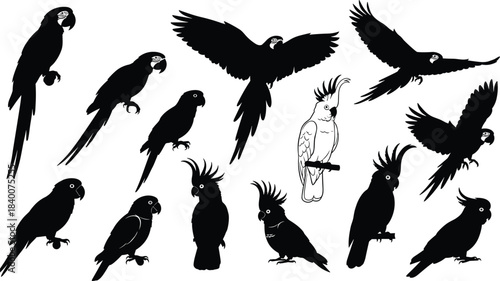 Parrot and cockatoo silhouette vector illustration set featuring flying and perched tropical birds for wildlife design, decorative artwork, branding projects and nature themes