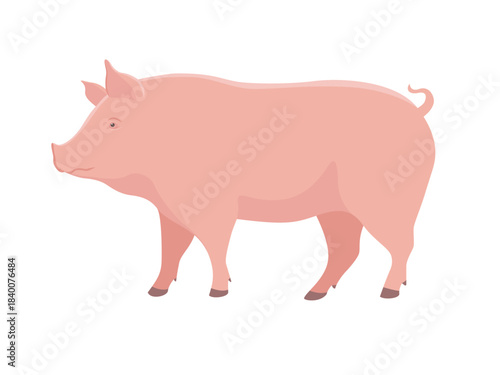Pink pig side view. Farm animal. Vector illustration isolated on a white background