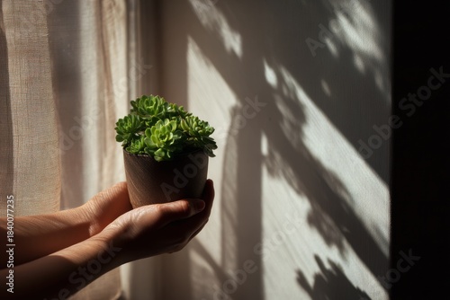 Woman holding small succulent plant in pot with natural light and shadow on wall. Concept of growth, care, nature, and home gardening.