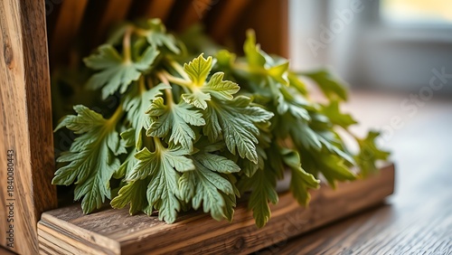 tolerable. Close-up of dried lovage leaves on a wooden rack with natural morning light. gardening catalogs, home-decor guides, designed for home decor and floral branding, used by sports marketers.