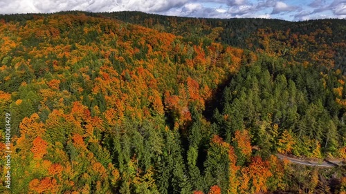 vibrant autumn canopy showing orange leaves, dense treetops, and winding forest road under vivid sky
