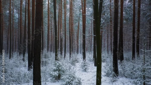 Bosque nevado.